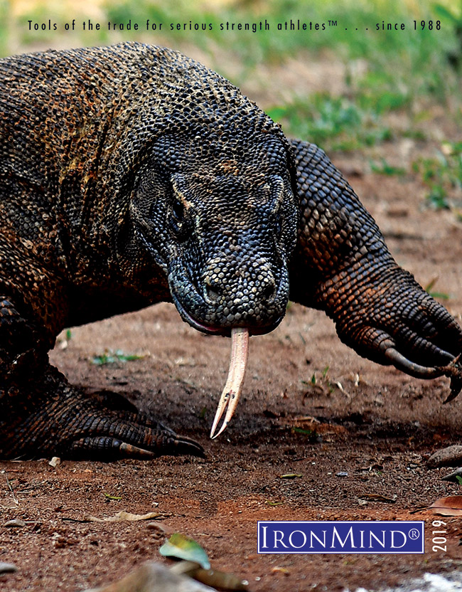 IronMind: Komodo Dragon Lizard Succeeds The Beast